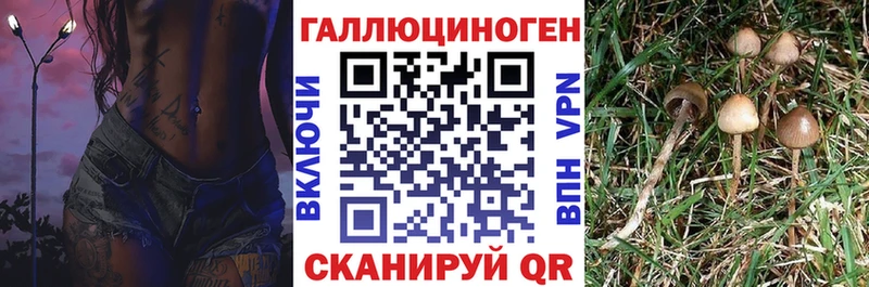 Купить где  Зея  Псилоцибиновые грибы MAGIC MUSHROOMS 